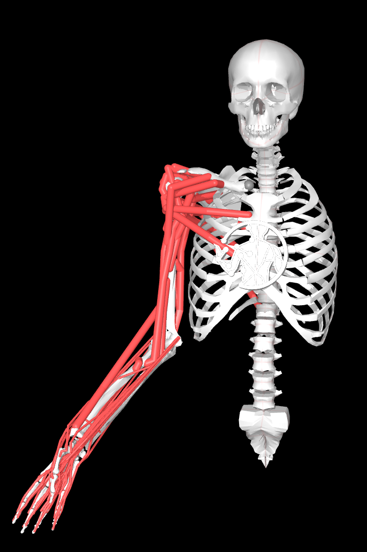 MyoArm musculoskeletal illustration