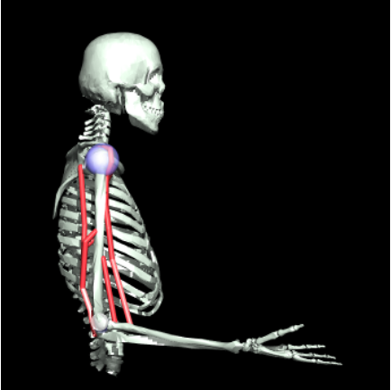 MyoElbow musculoskeletal illustration