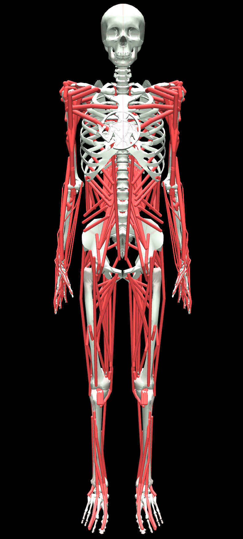 MyoFullBody musculoskeletal illustration