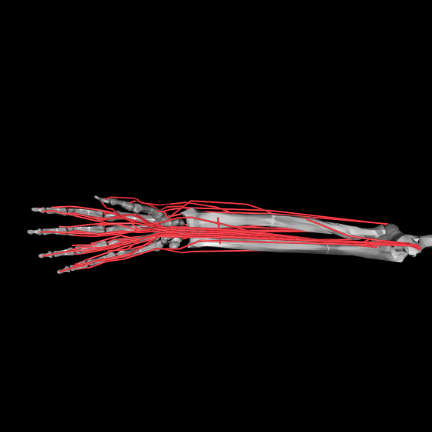 MyoHand musculoskeletal illustration