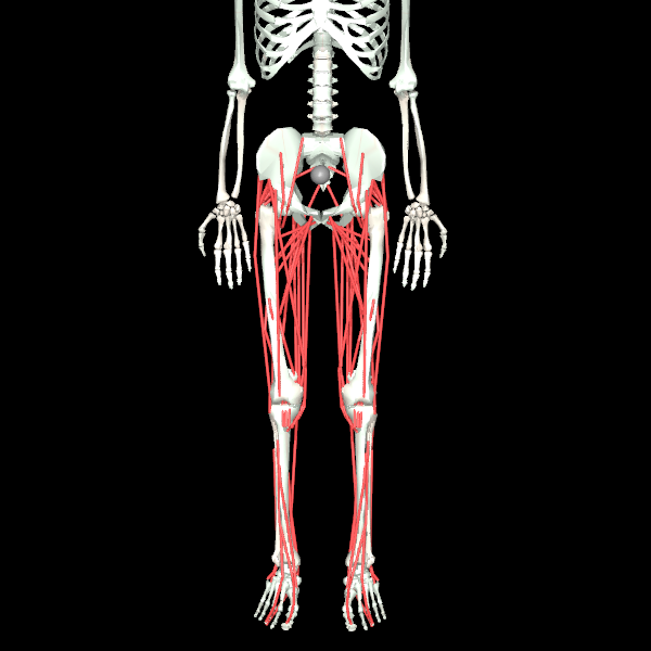 MyoLeg musculoskeletal illustration