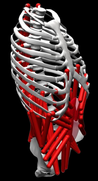MyoTorso musculoskeletal illustration